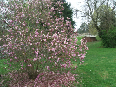 Pink Spring