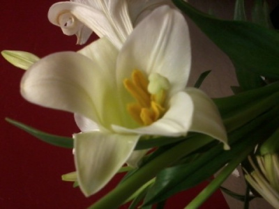 Blossoms