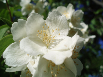 Flowers 2