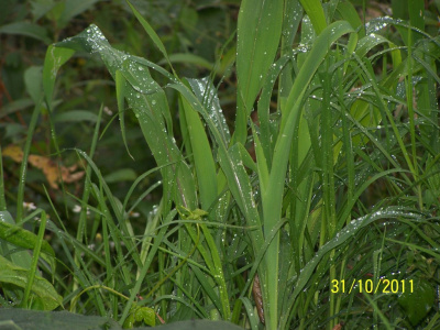 Rain Drops Beautifying Leaves Leaves