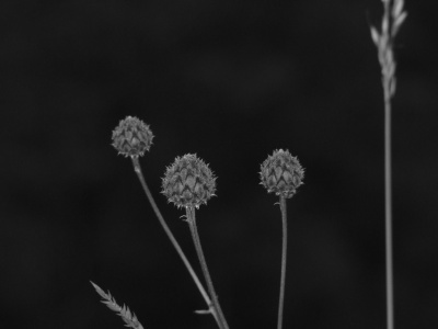 black flawers