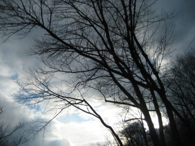 bare trees