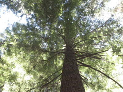 Redwood