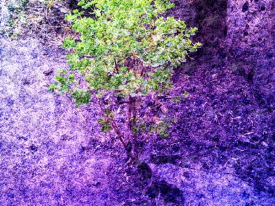 Pseudo Tree