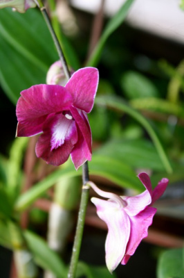 Orchid