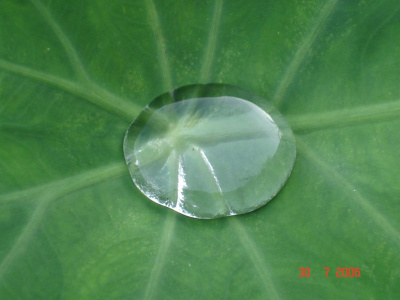 Pearl on a Leaf