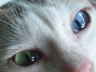 2-eyed