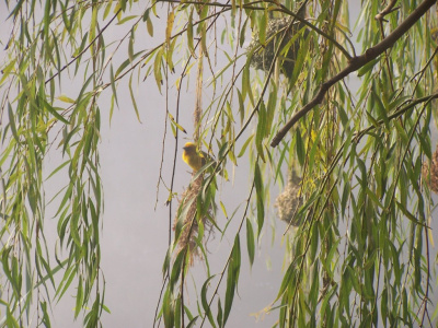 Bird in the mist