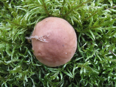 Grzybal