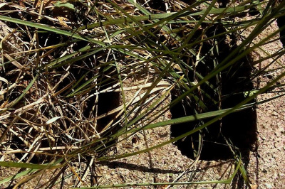 Blades of Grass
