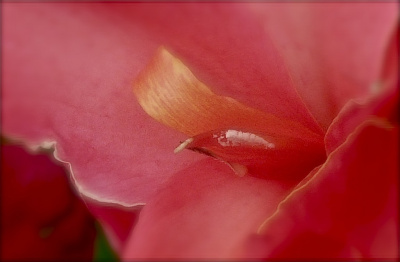 Delicious Red