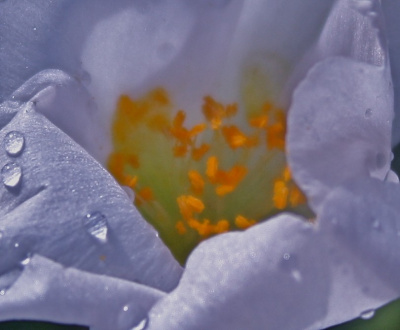 Soft and Delicate