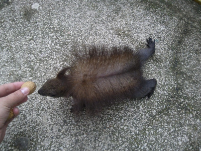 Persowiórka