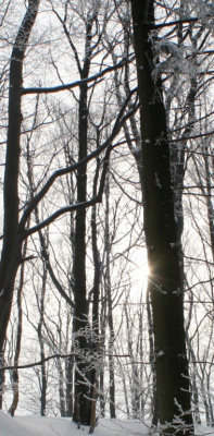 cold glance of sun