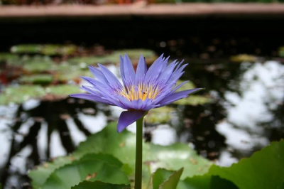 Purple Thai Flower