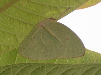 Camouflage