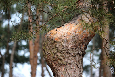 spuchnięte kolano
