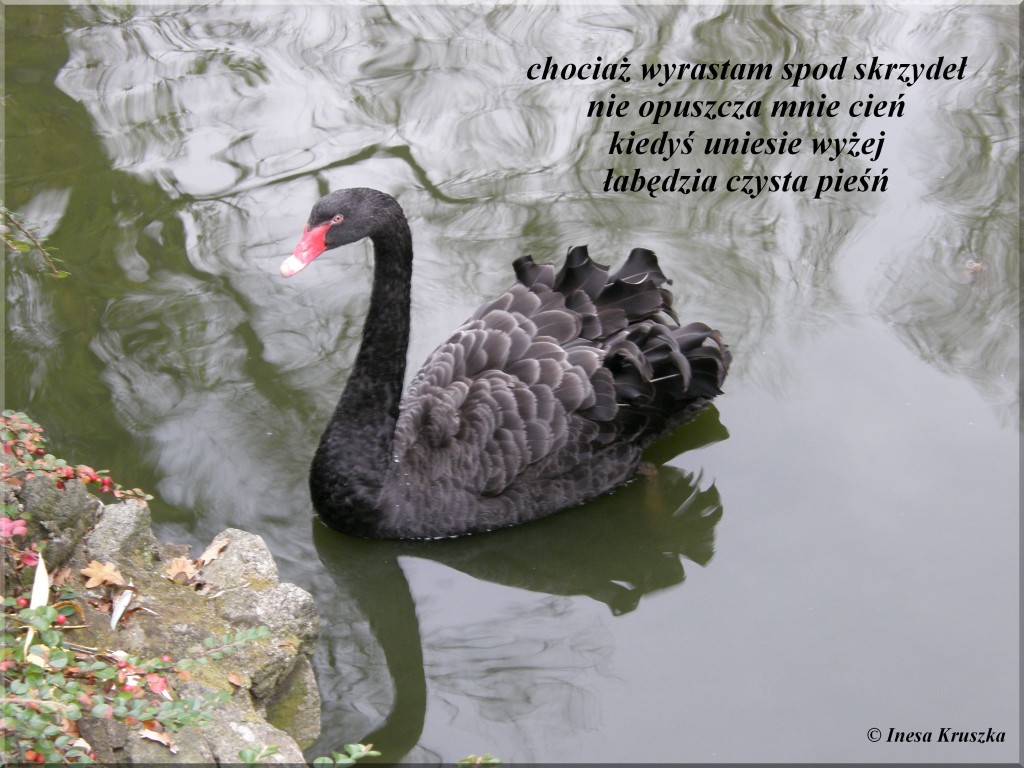 W cieniu ukrywa się światło