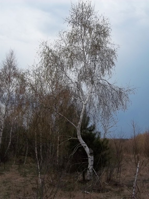 krzywa.