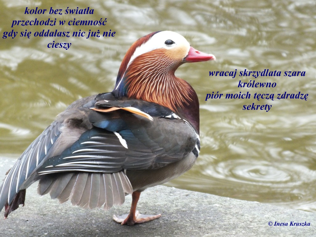 ... i mandarynki