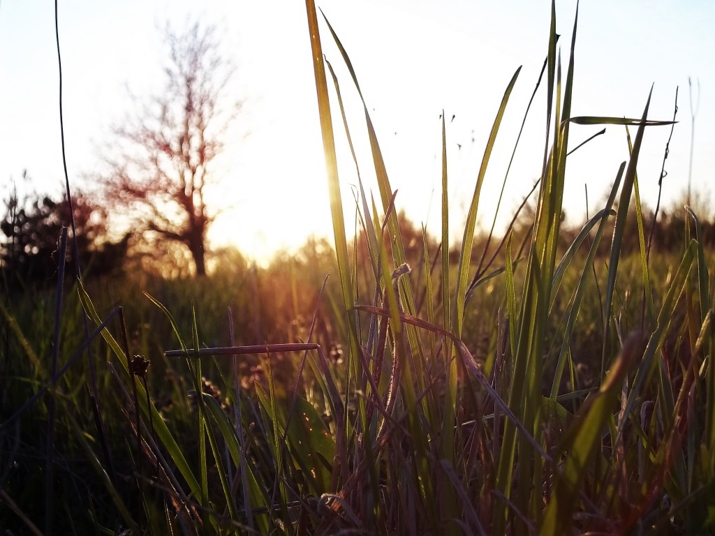 co w trawie piszczy.? :))