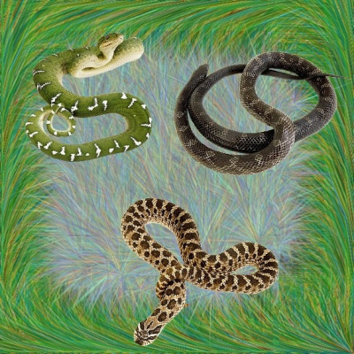 Snakes in the Grass