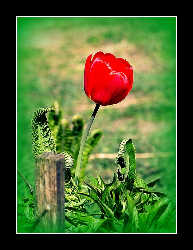 "Panie Tulipanie, Proszę, niech pan nie nudzi i kwękać przestanie."