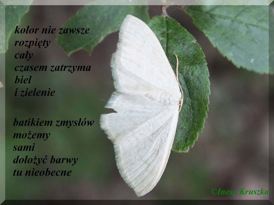 Wobraźnia jak batik