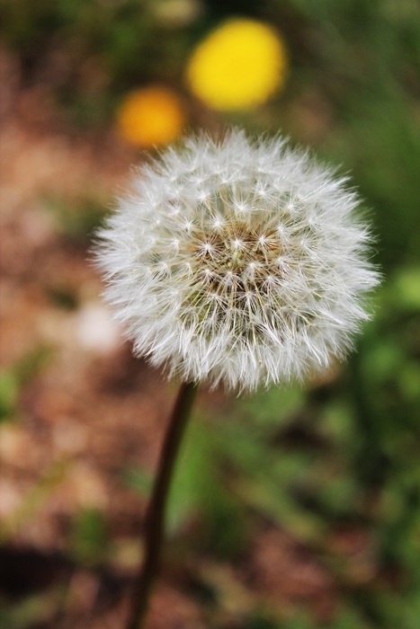 dmuchawce latawce wiatr !