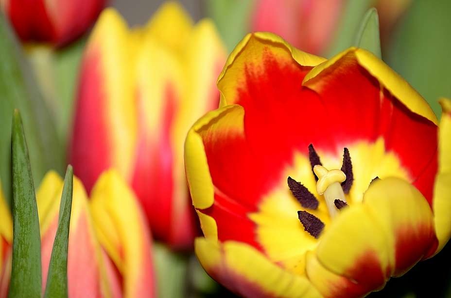 tulipan