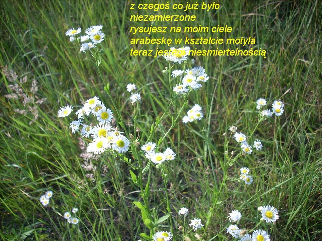 kiedy trzeba milczę...
