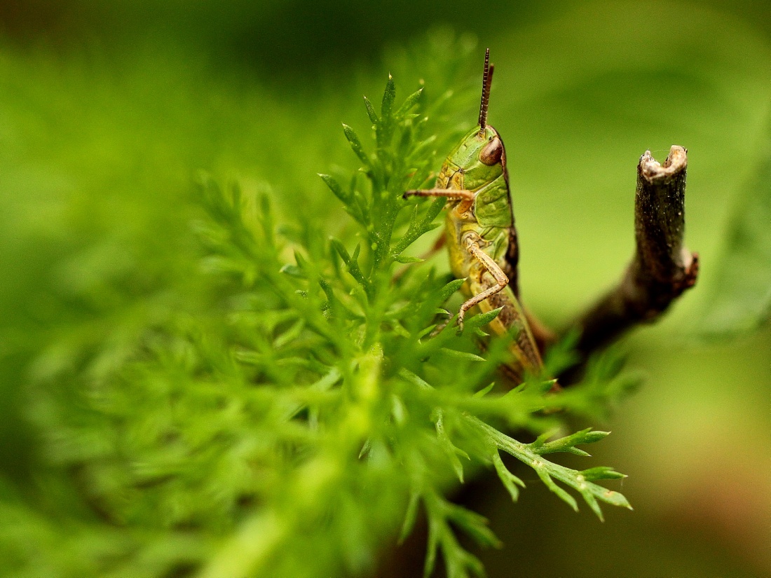 cały czas cię obserwuję