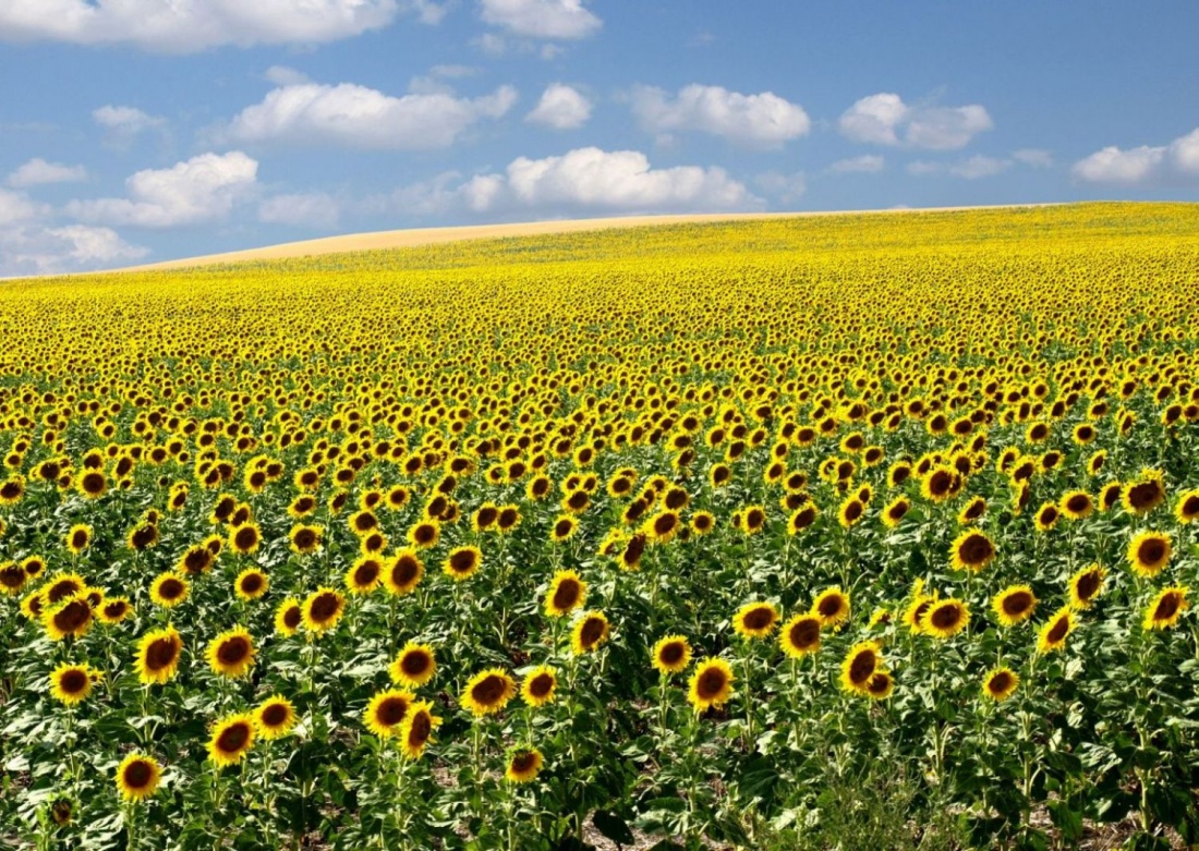 Pola dakoty-słoneczniki