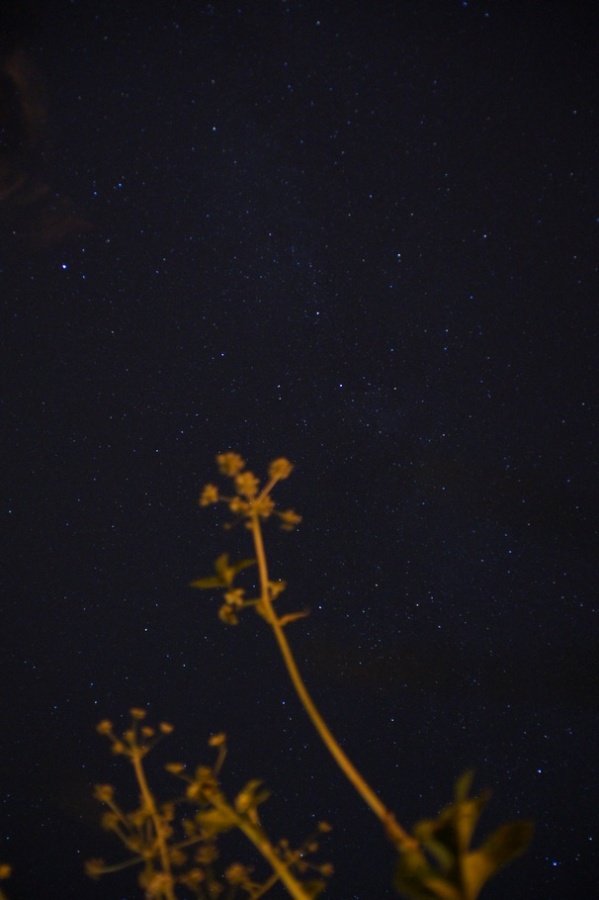 próbując sięgnąć gwiazd