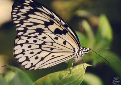 Beautiful Butterfly Awaits
