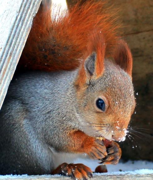 Snieg sypie a ja pod dachem