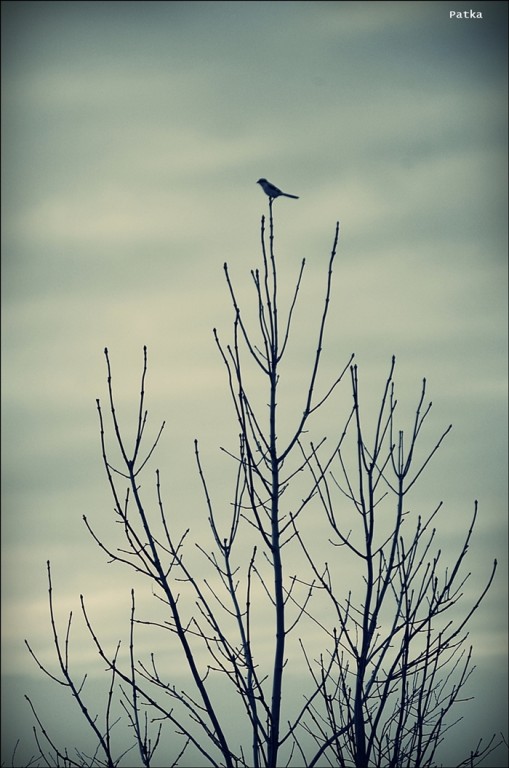 Przedzimowa pustka..