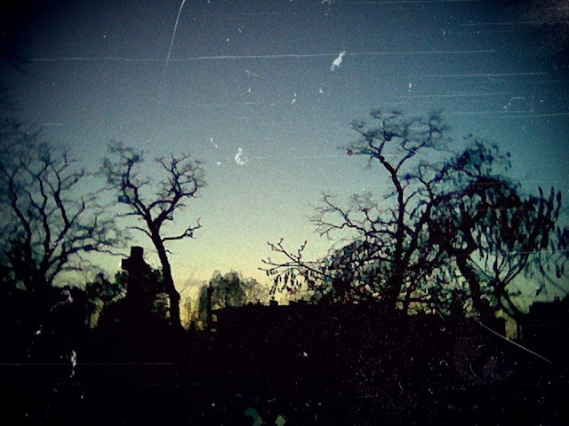 martwa.natura
