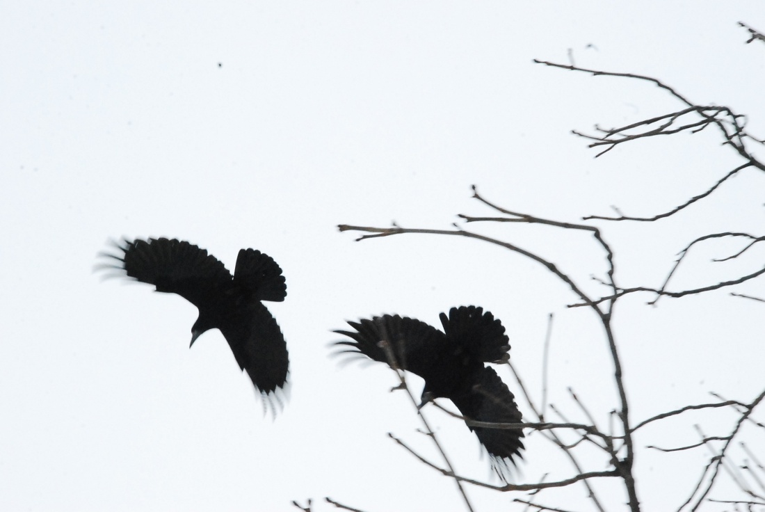 TWIN CROW