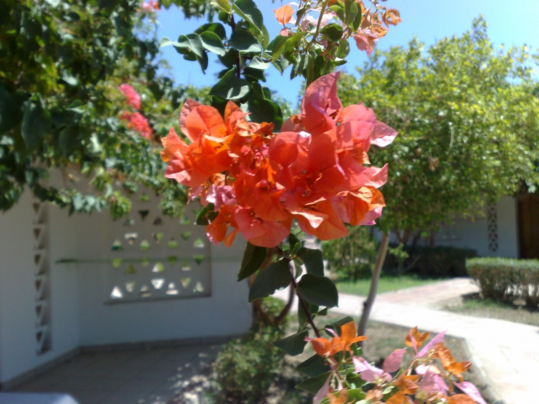 Podarunek od słońca