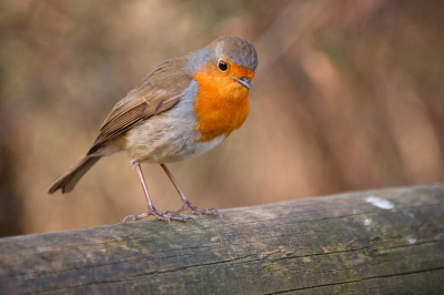 Robin 2