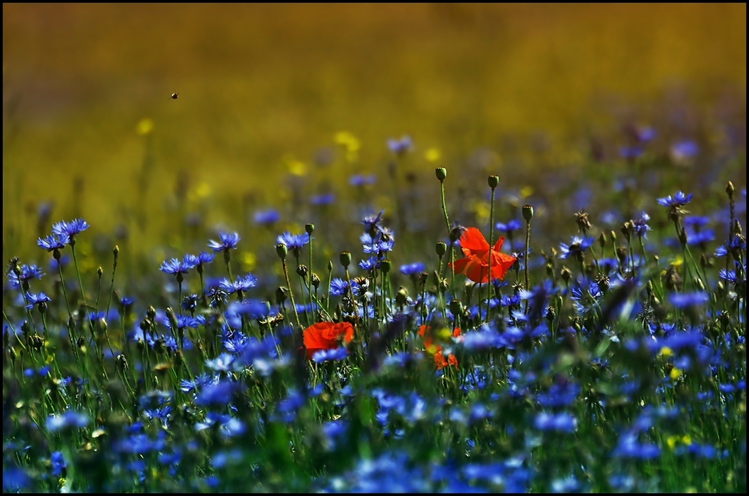 Colours