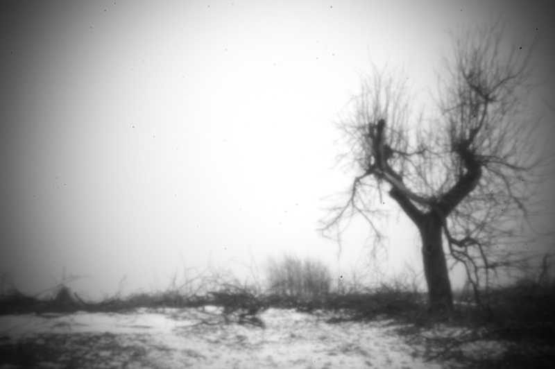 pOtworkowy zimowy sad wg. Alberta Sowy...