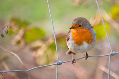 Robin 3
