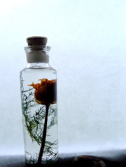 rose in a bottle
