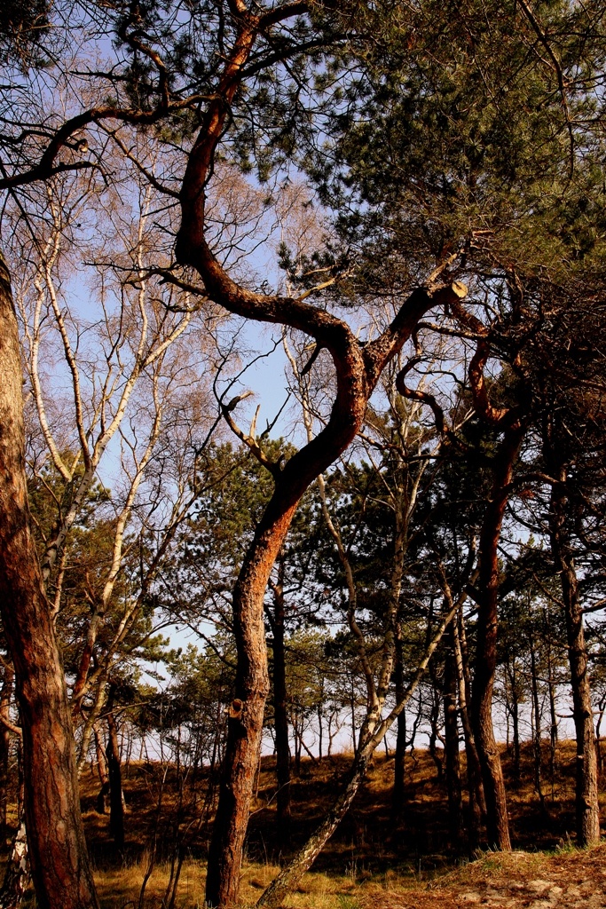 Siostry, nie stójcie jak kołki! Pierś do przodu i na miasto... :)