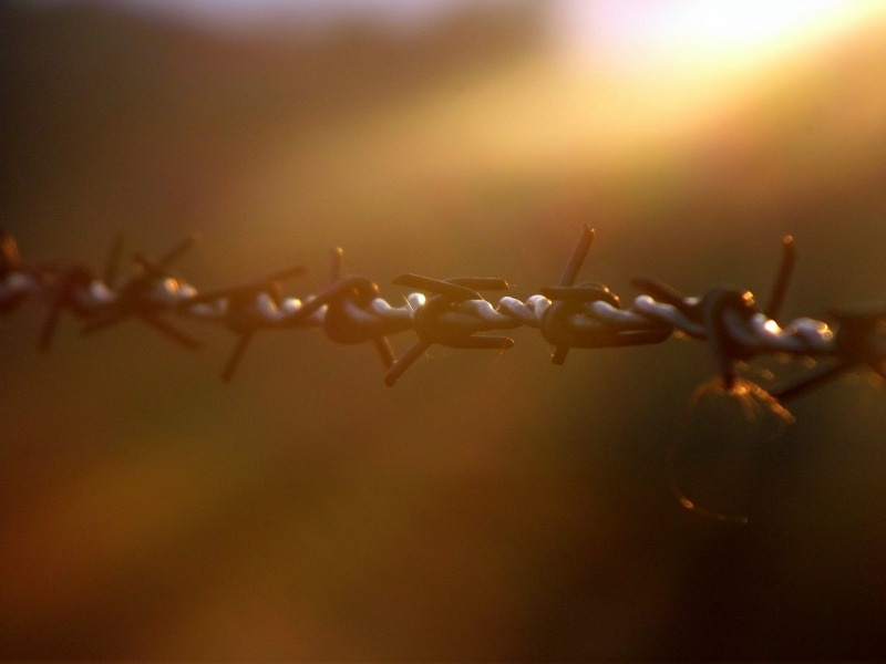 Wieczorem na pastwisku.