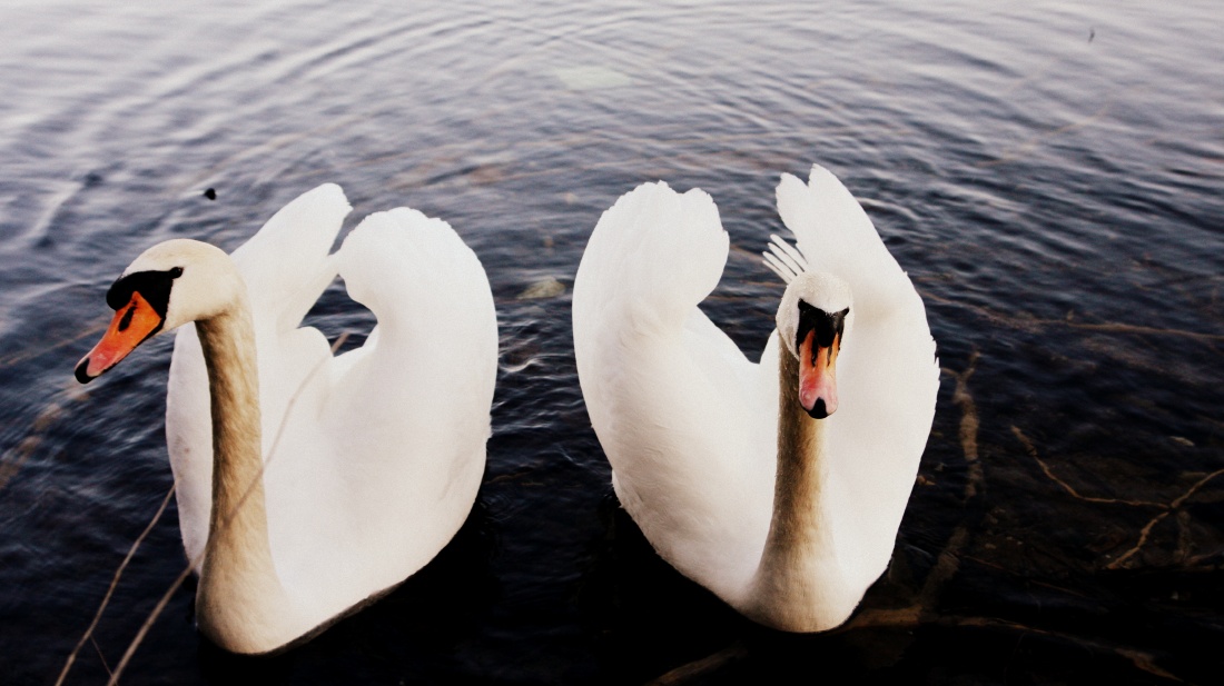 Dumka na dwa serca (Думка на два серця)