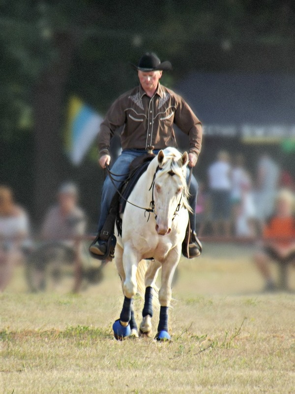 Quarter Horse - Świniary