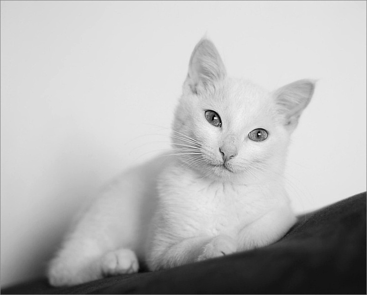 Mimi